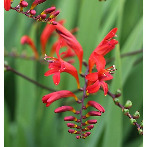 Garten Monbretie Lucifer - Crocosmia masoniorum günstig online kaufen