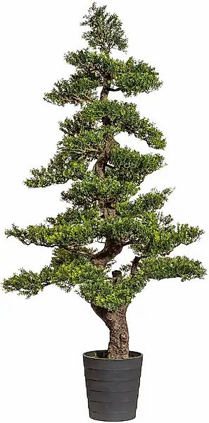 Creativ green Kunstbonsai »Bonsai Teeblatt« günstig online kaufen