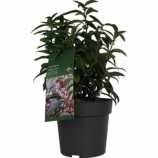GROW by OBI Duft-Fleischbeere Winter Gem Höhe ca. 20 - 30 cm Topf ca. 3,4 l günstig online kaufen