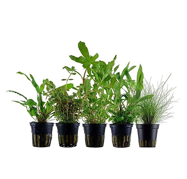 Aquaone Wasserpflanze Pflanzen Set mit 5 Einsteiger Wasserpflanzen Nr.218 günstig online kaufen