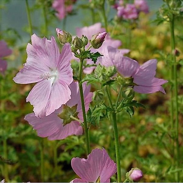 Rosen Malve Fastigiata - Malva alcea günstig online kaufen