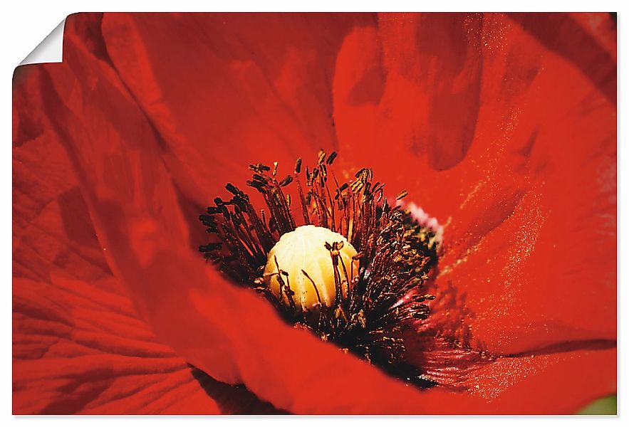Artland Wandbild "Roter Mohn" 1 Stk. tlg. als Alubild, Leinwandbild, Wandau günstig online kaufen