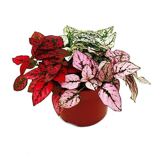Exotenherz Dreifarbige Punktblume Hypoestes Phyllostachya 12cm Topf mit Dre günstig online kaufen