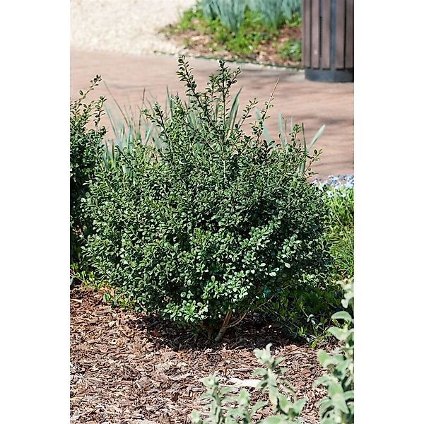 Ilex crenata 'Green Glory' 40 cm Stammhöhe günstig online kaufen