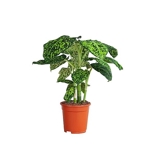GROW by OBI Reflector Höhe ca. 50 - 55 cm Topf-Ø 17 cm Dieffenbachia günstig online kaufen
