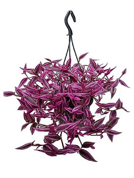 meinvipshop Zimmerpflanze Tradescantia zebrina Pink Paradise 40cm Zimmerpfl günstig online kaufen