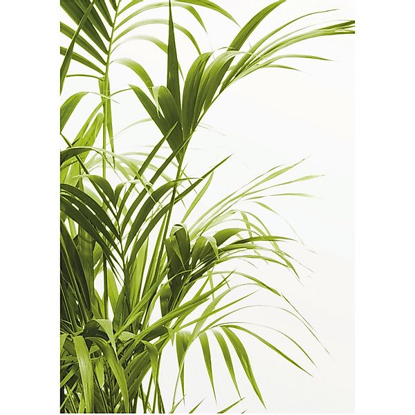 Komar Wandbild Reed Leaves 50 x 70 cm günstig online kaufen