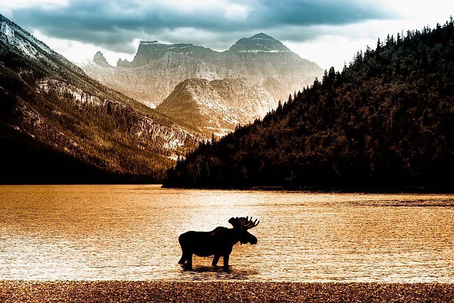 Papermoon Fototapete "Moose in Waterton Lake" glatt günstig online kaufen
