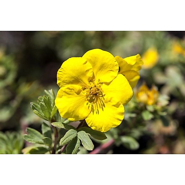 Potentilla Goldteppich Fingerstrauch Gelb Ca. 9x9 cm Topf günstig online kaufen