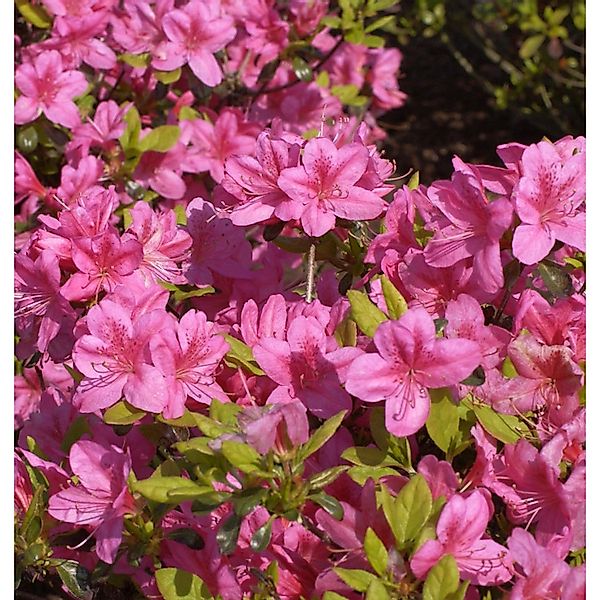 Japanische Azalee Rosalind 60-70cm - Rhododendron obtusum - Zwerg Alpenrose günstig online kaufen