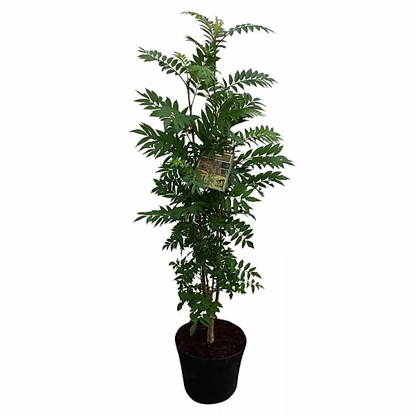 Herbst-Vogelbeere Autum Spire Gelb Höhe ca. 80 - 100 cm Topf ca. 7 l Sorbus günstig online kaufen