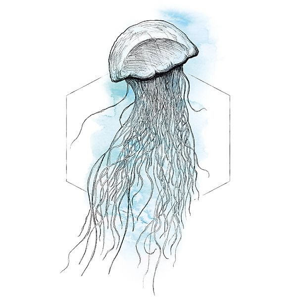 Komar Wandbild Jellyfish Watercolor 30 x 40 cm günstig online kaufen