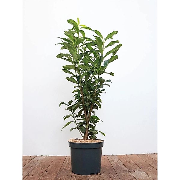 Prunus laurocerasus 'Genolia' -R- 80-100 cm günstig online kaufen