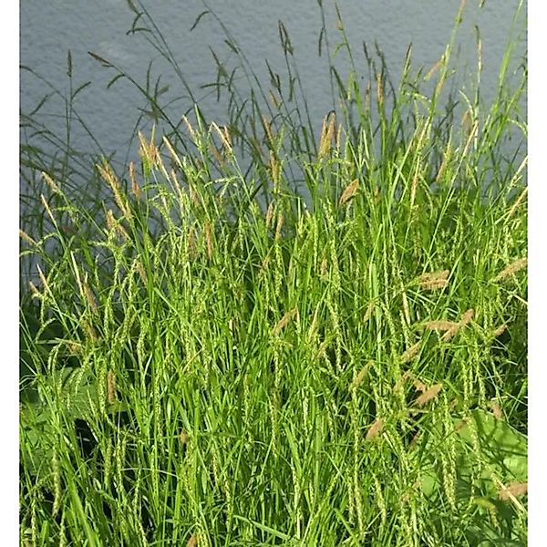 Waldsegge - Carex sylvatica günstig online kaufen