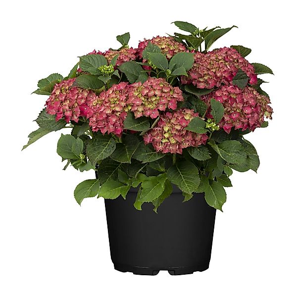 GROW by OBI Hortensie Eclipse Red First ca. 25-30 cm Topf ca. 3 l Hydrangea günstig online kaufen