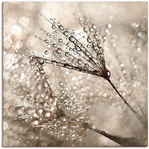 Artland Wandbild Pusteblume Tautropfen, Blumen (1 günstig online kaufen