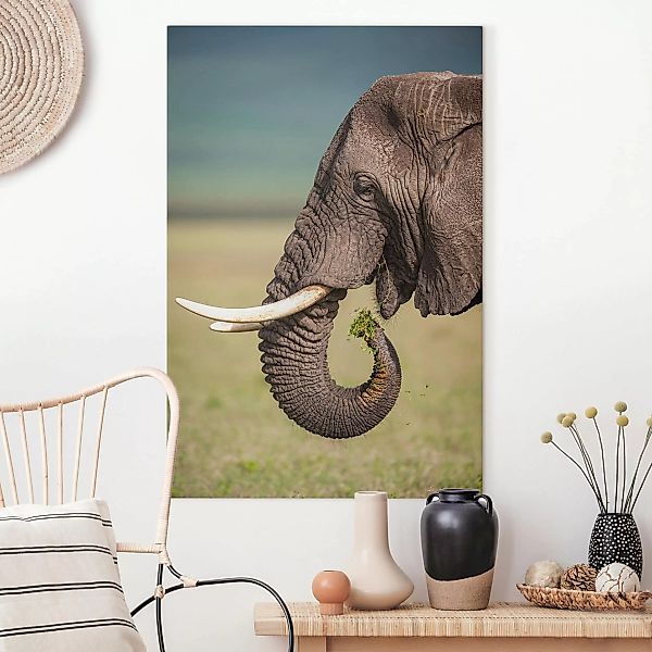 Leinwandbild Elefant - Querformat Elefantenfütterung Afrika günstig online kaufen