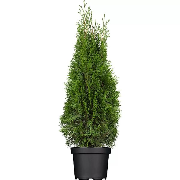 OBI Lebensbaum Smaragd Höhe ca. 60 - 80 cm Topf ca. 5 l  Thuja günstig online kaufen