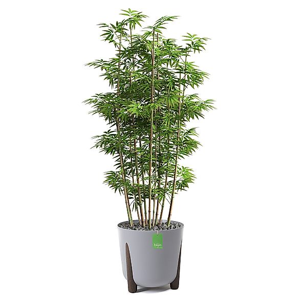 KAGM Blumentopf Pflanztopf Blumentopf mit Füßen günstig online kaufen