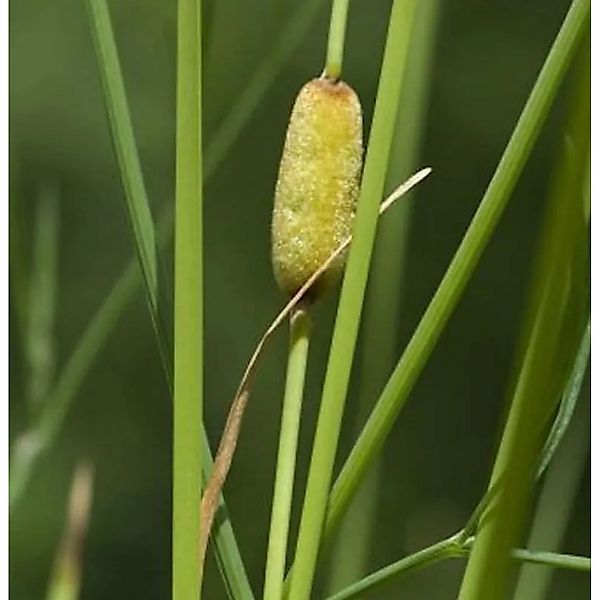 Schmalblättriger Rohrkolben Laxmann - Typha,axmannii günstig online kaufen