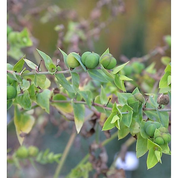 Kreuzblättrige Wolfsmilch - Euphorbia lathyris günstig online kaufen