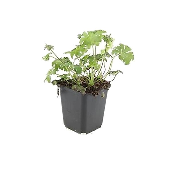 Exotenherz Bodendecker Schnee Storchschnabel Geranium Sanguineum Album 9cm günstig online kaufen