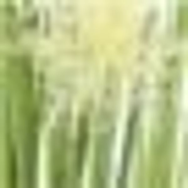 Kunstgras Proteagras, I.GE.A., Höhe 68 cm, günstig online kaufen