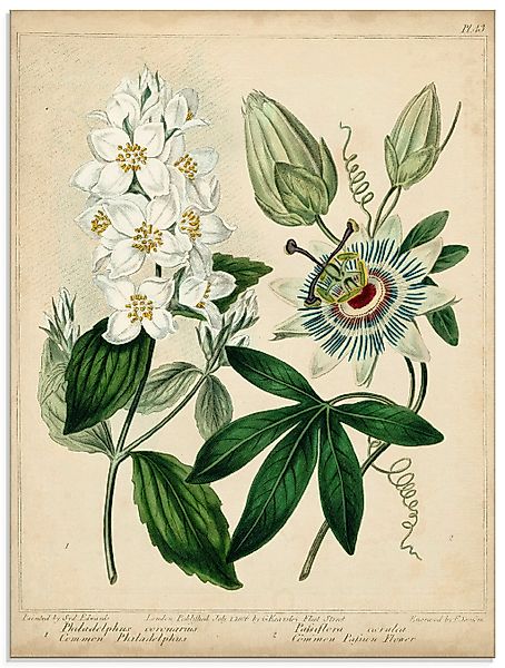 Artland Glasbild "Federnelke II", Blumen, (1 St.), in verschiedenen Größen günstig online kaufen