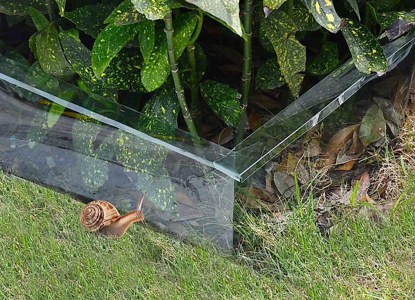 BURI Schneckenkante Schneckenzaun 8m grün Schneckenbarriere günstig online kaufen