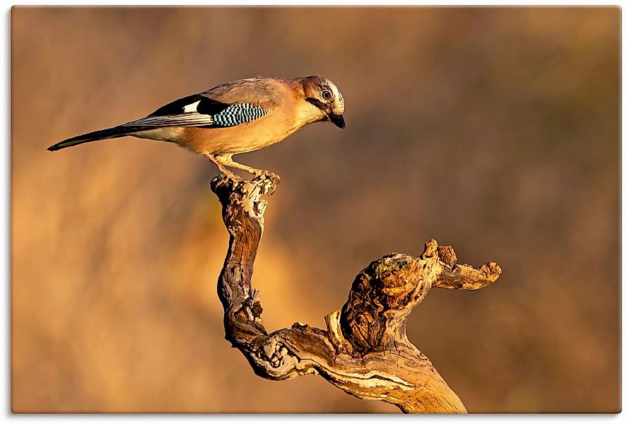 Artland Wandbild "Eichelhäher", Vogelbilder, (1 St.), als Leinwandbild, Pos günstig online kaufen