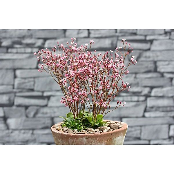 Saxifraga X Urbium Clarence Elliott Teppich Steinbrech Gen. Ca. 9x9 cm Topf günstig online kaufen