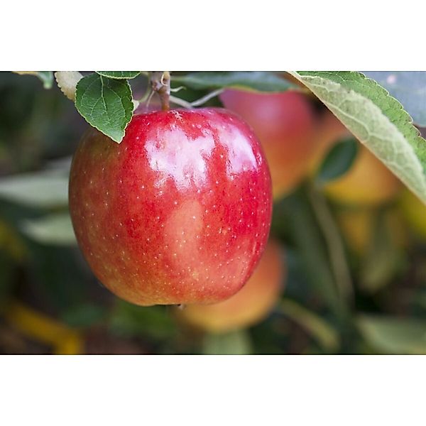 Malus Braeburn Apfelbaum CAC 150-200 cm günstig online kaufen