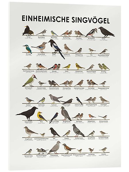 Posterlounge Poster Iris Luckhaus, Einheimische Singvögel, günstig online kaufen