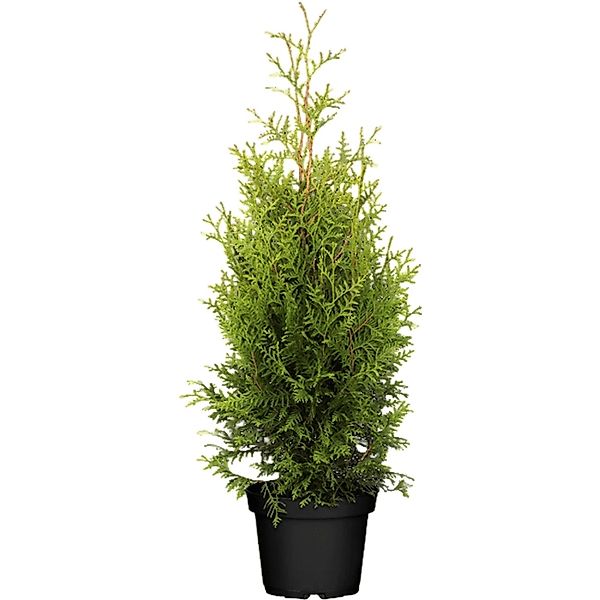 Thuja occidentalis 'Brabant' 2 Liter Container 80-100 cm günstig online kaufen