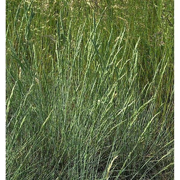Blauschwingel Harz - Festuca ovina günstig online kaufen