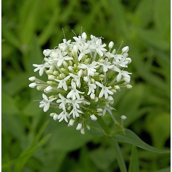 Spornblume Albus - Centranthus ruber günstig online kaufen