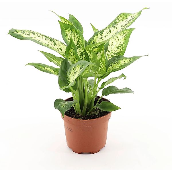 GROW by OBI Compacta Höhe ca. 35 cm Topf-Ø 12 cm Dieffenbachia maculata günstig online kaufen