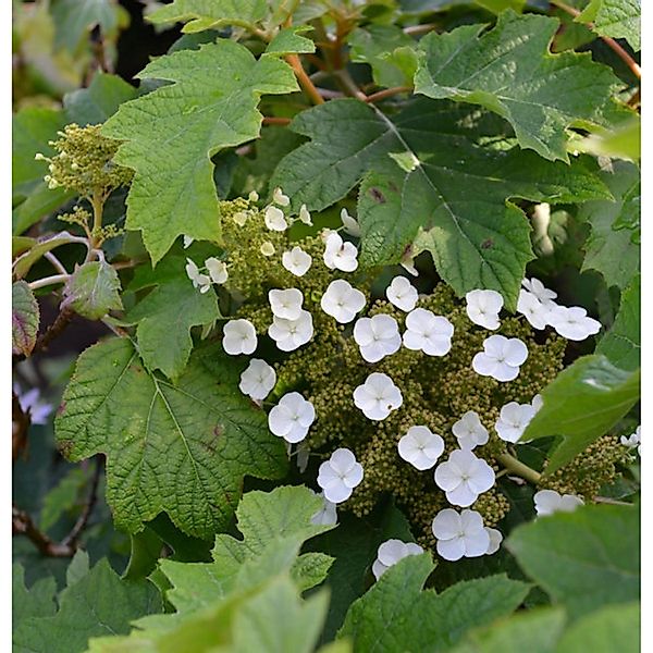 Eichenblättrige Hortensie Munchkin 30-40cm - Hydrangea quercifolia günstig online kaufen