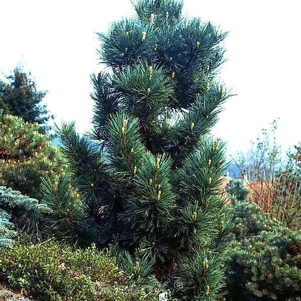 Blaue Koreakiefer 40-60cm - Pinus koraiensis günstig online kaufen