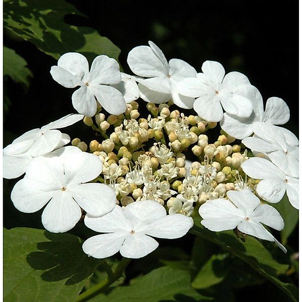 Gemeiner Schneeball 100-125cm - Viburnum opulus günstig online kaufen