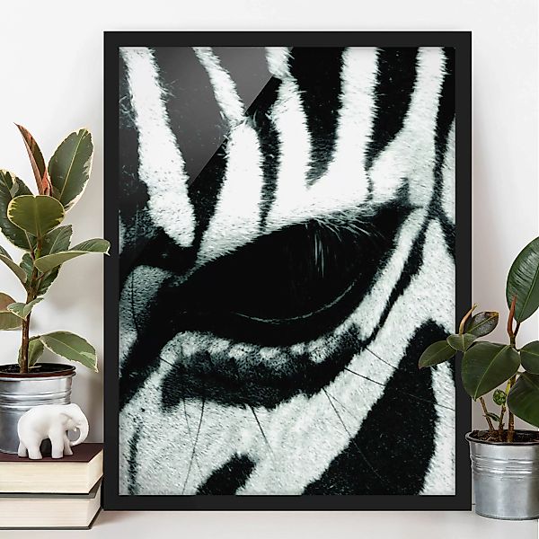 Bild mit Rahmen - Hochformat Zebra Crossing No.4 günstig online kaufen