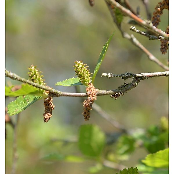 Strauchbirke 40-60cm - Betula humilis günstig online kaufen