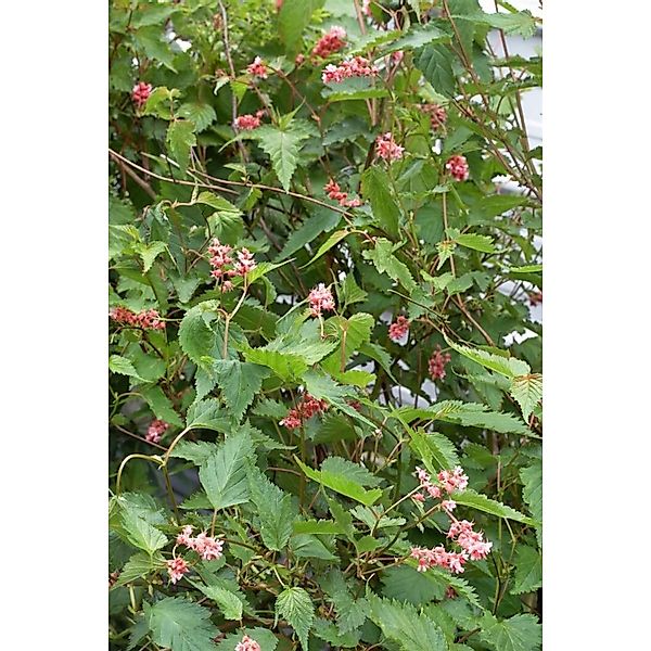 Neillia Affinis Zierstrauch Rosa Blüten 60–80 cm günstig online kaufen
