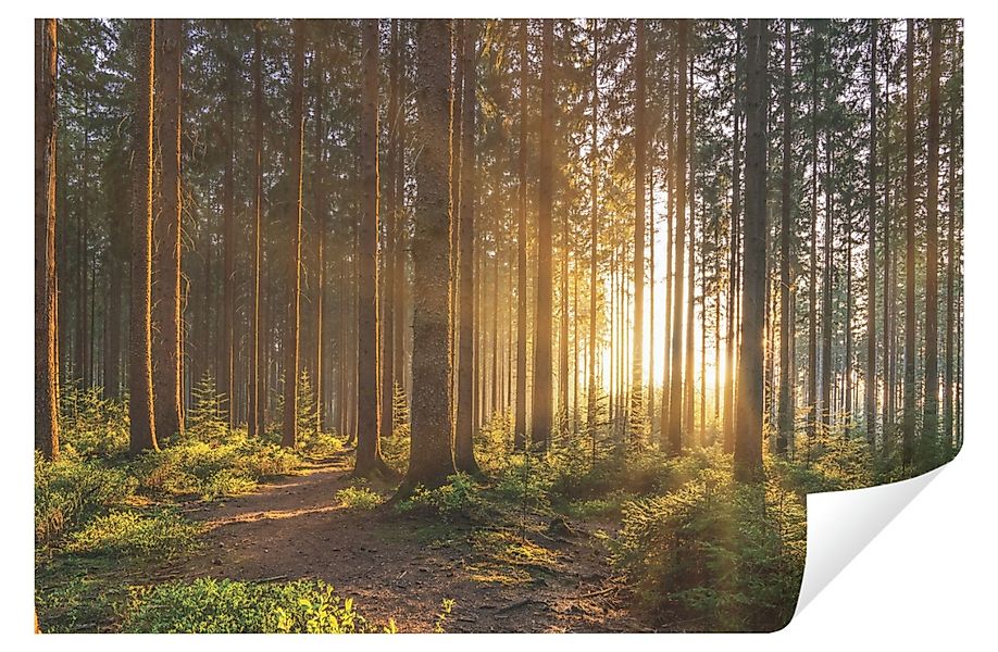 Wallarena Fototapete Wald Sonne Natur 3D günstig online kaufen