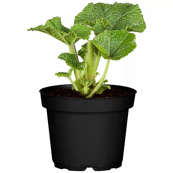 GROW by OBI Garten-Stockrose Pleniflora Rosa Topf-Ø ca. 9 cm x 9 cm Alcea günstig online kaufen