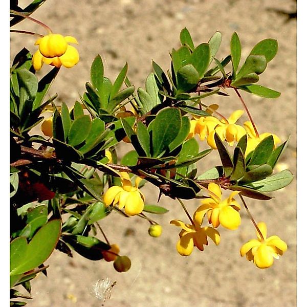 Grüner Polster Berberitze 25-30cm - Berberis buxifolia Nana günstig online kaufen