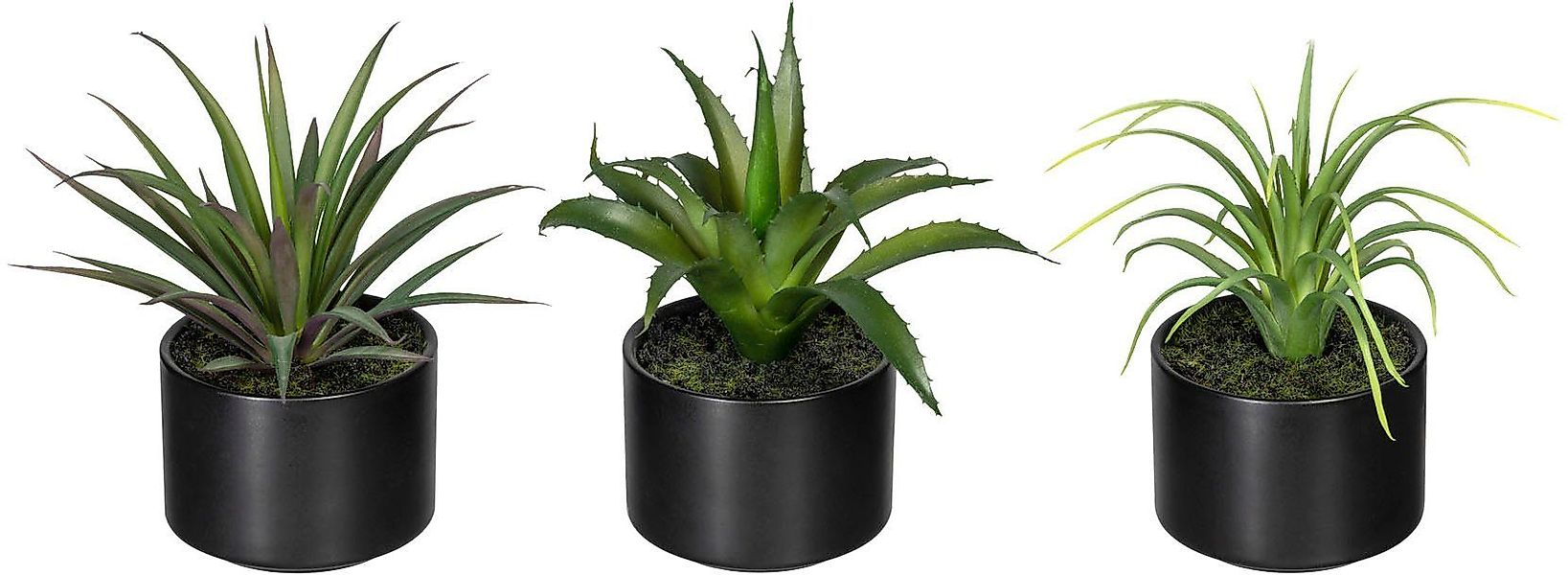 Künstliche Zimmerpflanze Set aus Aloe, Agave günstig online kaufen