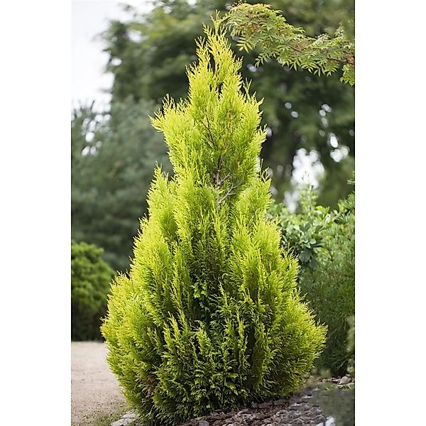 Thuja plicata 4ever Goldy' ® 40-60 cm günstig online kaufen