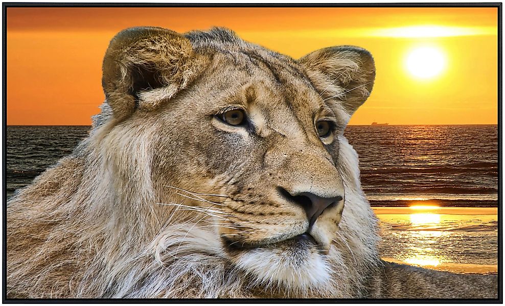 Papermoon Infrarotheizung »Löwe im Sonnenuntergang«, sehr angenehme Strahlu günstig online kaufen