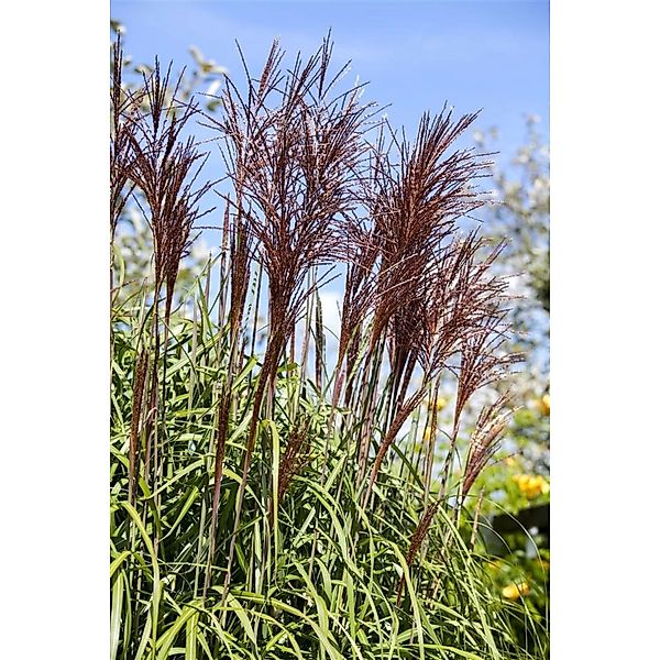 Miscanthus Sinensis Ghana Chinaschilf Rotbraun 3-5 Liter Container günstig online kaufen